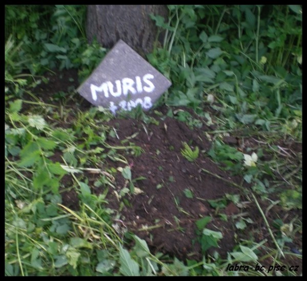 muriskuv hrob